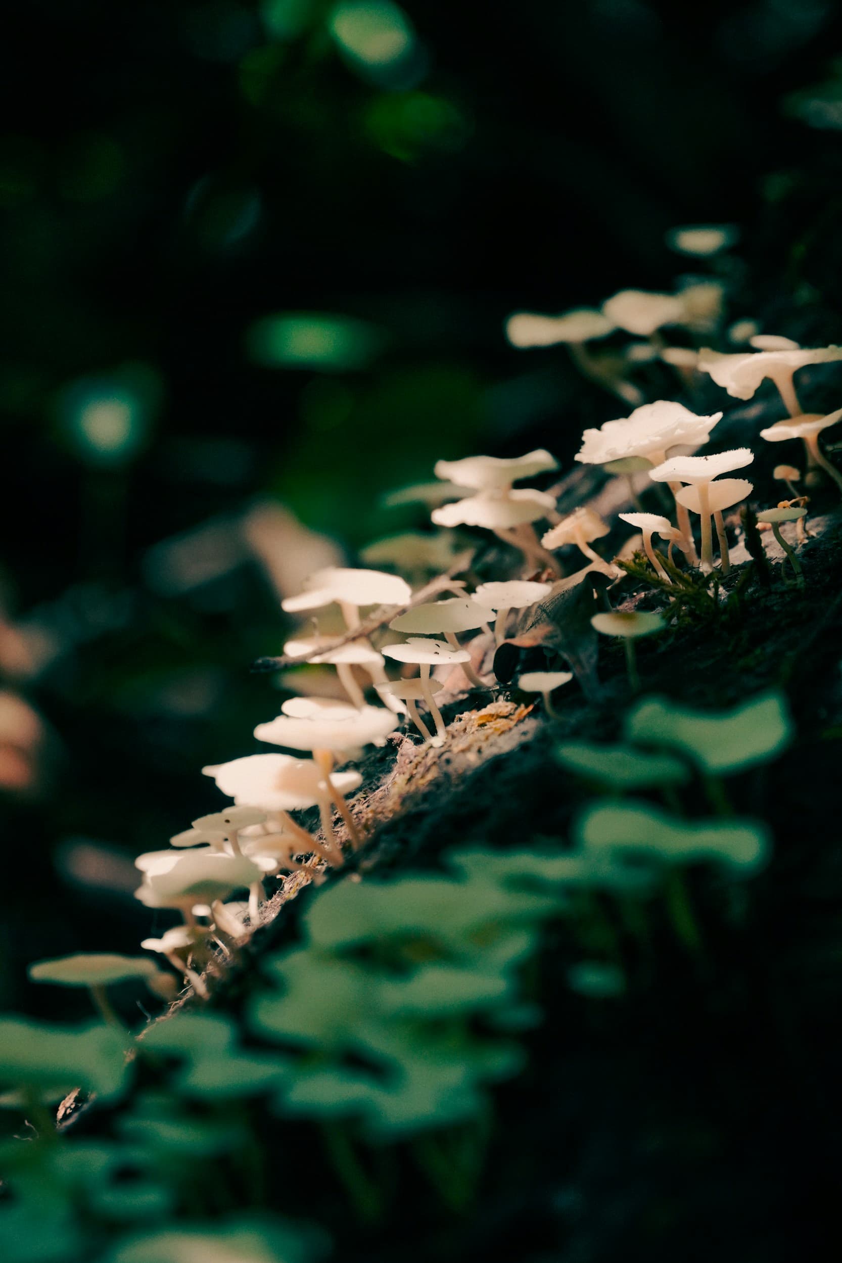 Close-up of a natural setting